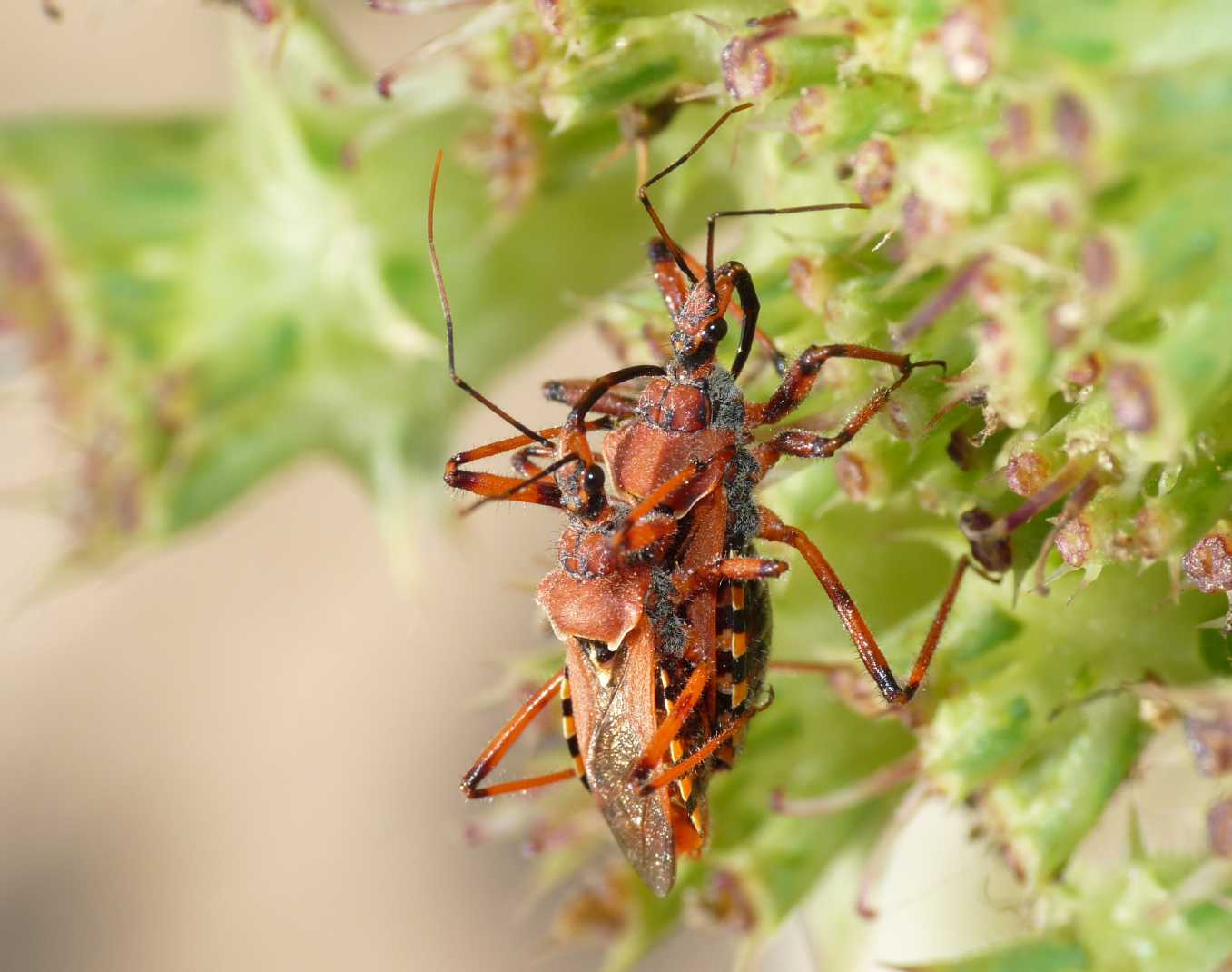 Rhynocoris erythropus: accoppiamenti